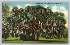 Suicide Oak City Park New Orleans LA Ghostly Hangings Tree 1947 Linen Postcard picture