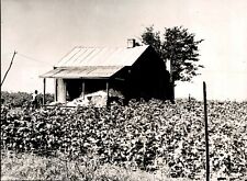 LD231 1937 Orig ACME Photo JUST A CABIN IN THE COTTON SHARECROPPER FARM OCEOLA picture