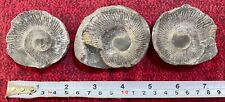 RARE 3 piece Saligram - Ammonite Fossils from Himalayan Mountains Nepal 240 gms picture