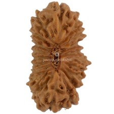 20 Mukhi Rudraksha 13.10 mm Java Bead | Grade A Small | Genuine Natural Bead picture