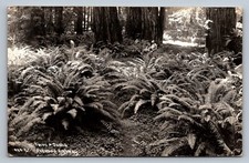 Postcard RPPC CA Redwood Highway Ferns Oxalis Patterson c. 1930s Unposted J455 picture