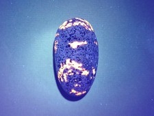 Fluorescent Sodalite ( Yooperlite ) 2.2 oz. A Bright Nice Lake Superior Stone picture