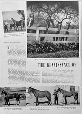 Thoroughbred Breeding California 1937 Seabiscuit Vain Bachelor 5 Pages Pics picture