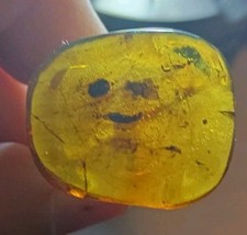 LARGE DETAILED MULTI MILLION YEAR OLD WASP TRAPPED IN AMBER PIECE picture
