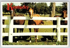 Thoroughbred Horse Breeding Lexington Kentucky Bluegrass Postcard picture