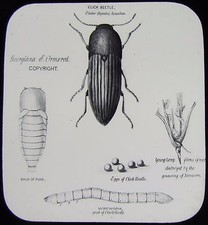Glass Magic Lantern Slide CLICK BEETLE C1890 DRAWING picture