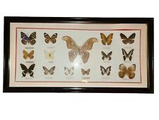🦋Vintage Framed Butterfly Taxidermy 15 Total ATTACUS ATLAS & More 31×15.5