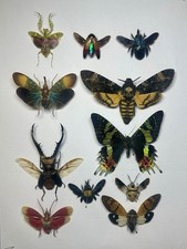 An assortment of moths & insects ready mounted picture