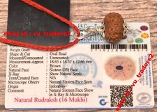 16 Mukhi Rudraksha / Sixteen Face Rudraksh Java Bead Lab Certified Size 18.63 MM picture
