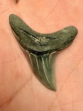 Giant Thresher Shark Tooth, 1.54”,  Alopias Grandis, EXCELLENT condition picture
