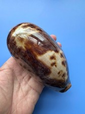 136.2mm | Cypraea Testudinaria | F+++ GEM| SUPER GIANT size | Beautiful shell picture