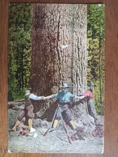 c1910s Three Guys and a Big ol Tree, PNW, E H Mitchell, creased, image loss picture