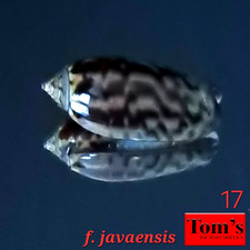 Oliva tigridella f. javaensis #17 23.7mm GEM GORGEOUS BEAUTY from East Java picture