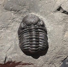 2.3 cm Eldredgeops rana - Windom shale, Hamburg, NY phacops picture
