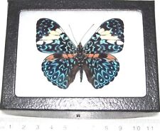 Hamadryas amphinome REAL FRAMED BUTTERFLY BLUE WHITE PERU picture