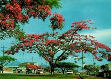 Postcards - VTG Sheridan Street Cairns Queensland Australia Poinciana Trees. picture