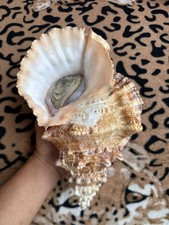 26.3cm | Tutufa bubo Operculum Trumpet | BIG size | Nice color | Vietnam shell picture