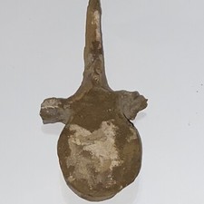Unidentified Dinosaur Vertebrae picture