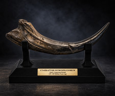 Raptor Fossil Claw – Museum-Quality raptor claw. picture