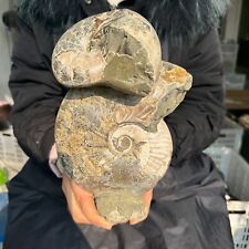 6.38LB Large natural and beautiful ammonite fossils and conch crystal specimens picture