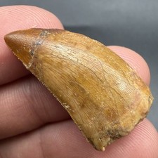 Fossil Dinosaur Tooth Charcharodontosaurus 1.27” picture