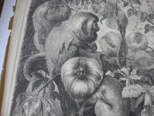 1872 Art Print ENGRAVING - LION TAMARIN MONKEY Primates picture