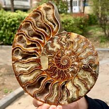 1.54LB  Rare Natural Tentacle Ammonite FossilSpecimen Shell Healing Madagascar picture