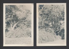 Lot of 2 c1930s Photos Marin County Californis Tree Landscapes by Stetson Hindes picture