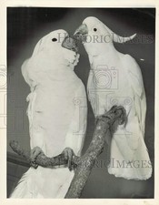 1948 Press Photo A pair of cockatoos on a branch - lra59010 picture