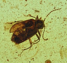 Detailed Coleoptera (Beetle), Fossil Insect Inclusions in Burmese Amber picture
