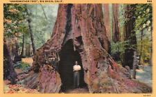 Postcard CA Big Basin California Grandmother Tree 1936 Linen Vintage PC J868 picture