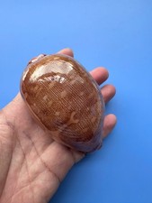96.2mm | Cypraea mappa |F++ to F+++ | SUPER GIANT size| PINK base | RARE picture
