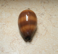 F cypraea exusta dark HUGE SIZE 86.3mm F+++ red sea shell super natural glossy picture