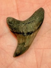 Giant Thresher Shark Tooth, 1.30”, Alopias Grandis, EXCELLENT Condition picture