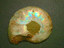 Rare Colorado Iridescent Ammonite Fossil Snowstorm Peak La Plata Mountains picture