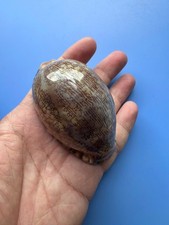 76.1mm | Mauritia arabica asiatica | GIANT| F+++ | RARE | Nice pattern picture