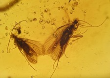 Two Detailed Trichoptera (Caddisfly), Fossil Insect Inclusions in Burmese Amber picture