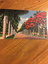 Postcard Linen Royal Poinciana Tree Majestic Royal Palms Florida             #13 picture