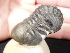 LARGER 400 Million Year Old ENROLLED PHACOPS TRILOBITE Fossil on Matrix 132gr picture