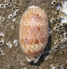 Large Cypraea Argus Eyed Cowrie Natural Seashell Rare Real Beach Home Deco 2.5