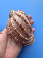 114.4mm | Harpa major| F+++ | GIANT size| Nice color | Beautiful Shell picture