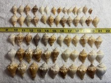 60 Small Florida Fighting Conch Shells From The Beaches Of Sanibel island picture