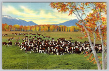 c1940s Cattle Range Southwest Albuquerque NM Postcard picture