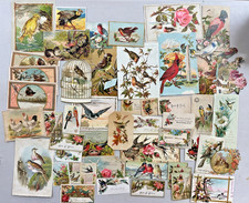 Vintage Victorian Bird Advertising Trade Cards Die Cut Lot Scrapbook Ephemera picture