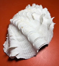 Natural Giant Clam Shell Tridacna 7 inch Coastal Nautical Decor Jewelry Dish picture