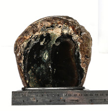 2080G EXTREME RARE NATURAL PETRIFIED WOOD GREENISH BLUE CHRYSOCOLLA POLISHED picture
