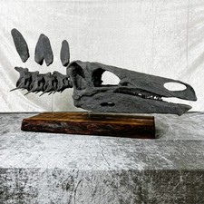 Stegosaurus Juvenile Life Size Skeleton Replica | Museum Quality | 88cm / 2.9 ft picture