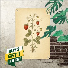 vintage botanical strawberry illustration centered single plant specimen picture