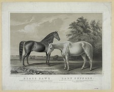 Black Hawk Pony Summer Vintage 1855 Horse Photo Reprint Wall Art picture