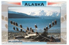Alaska AK Postcard Bald Eagles Bird Wildlife picture